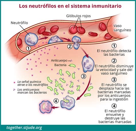 Lista 93 Imagen De Fondo Que Es El Sistema Inmunologico Como Esta
