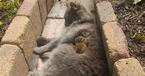 Cat Becomes Friends With A Chipmunk Wont Stop Cuddling