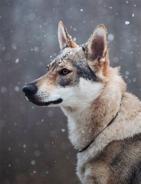 Chien Loup Tchèque Prix Caractère Alimentation Santé