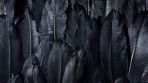 Solar eclipse illustration, black hole digital. Wallpaper feathers, black, dark hd, picture, image