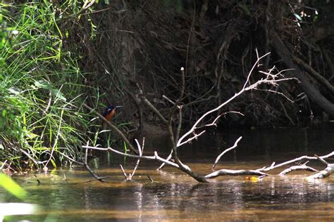 Glimpse Of Azure Kingfisher 遠いルリミツユビカワセミ レッドドラゴンの鳥見旅行記