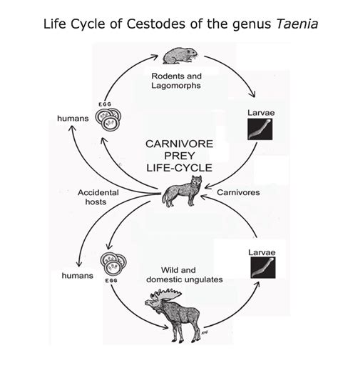 Life Cycle Of Taenia Spp