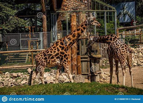 Profile View Of Giraffe Walking In The Wild Park Stock Image Image Of National Africa 210608159