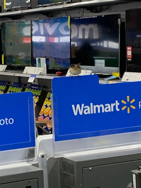 According to glassnode analysts, bitcoin will continue to rise as investors are reluctant to close positions and continue to buy btc. Electronics frog? I raise you photocenter bird : walmart