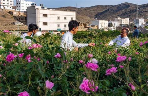 10 Tourist Places To Visit In Taif The City Of Roses In Saudi Arabia
