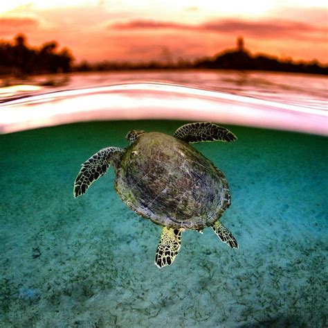 Sea Turtle | Turtle love, Turtle, Sea turtle