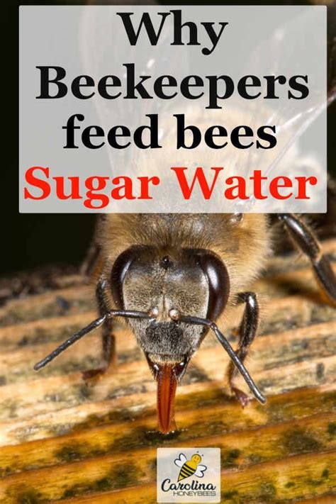 Not only does this save a bee from visiting a flower recently visited it means bees are not landing on. Feeding Bees Sugar Water- How & Why | Feeding bees, Honey ...