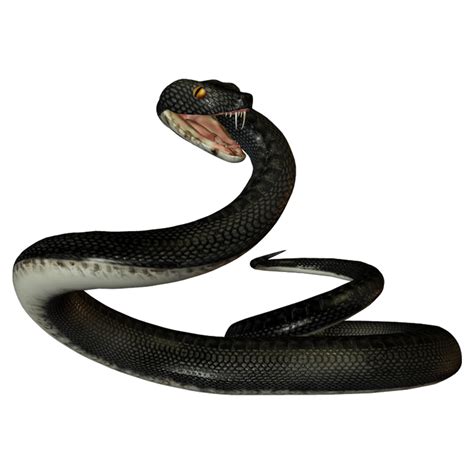 Black Mamba Png Png Image Collection