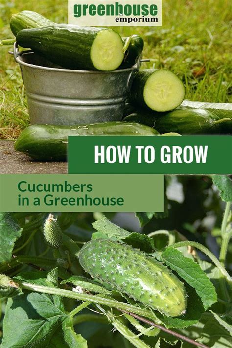 How To Grow Cucumbers In A Greenhouse Growing Cucumbers Greenhouse