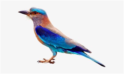 Indian Roller Telangana Bird Transparent Png 600x429 Free