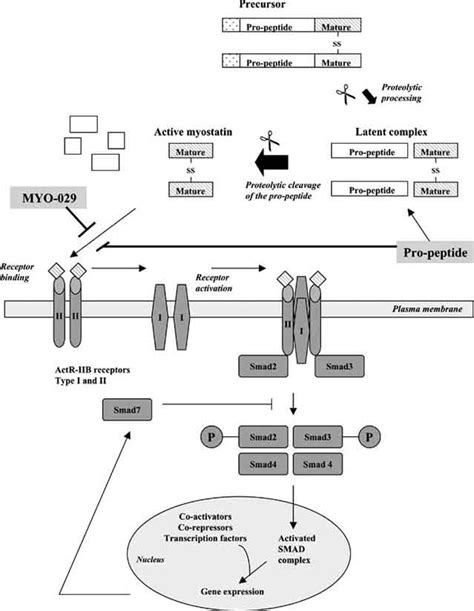 Myostatin Processing And Signaling And Therapeutic Interventions