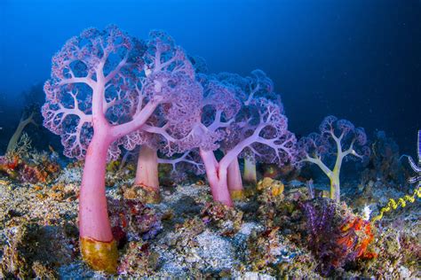 10 Facts About Corals