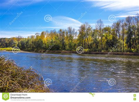 Siberian River Berd In Autumn Stock Photo Image Of Region District