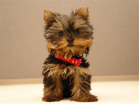 Download Cute And Adorable Puppy Pictures Cuteness Overflow By