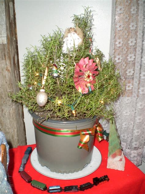 When to plant christmas trees. Rosemary Plant as Mini Christmas Tree | ThriftyFun