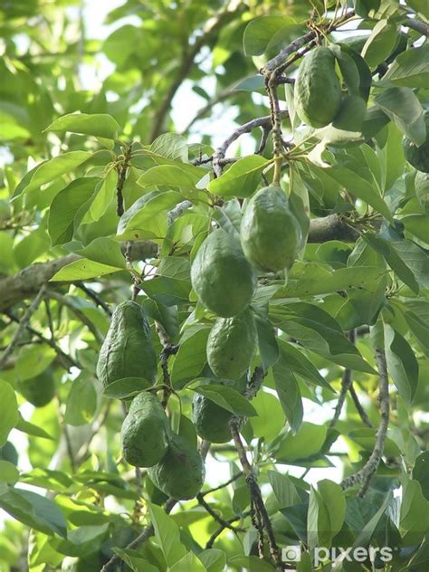 Duvar Resmi Meksikada Meyve Avokado Ağacı Pixerscomtr