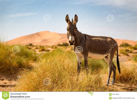 Donkey On The Sahara Desert Stock Image Image Of Africa Arabic 83714849