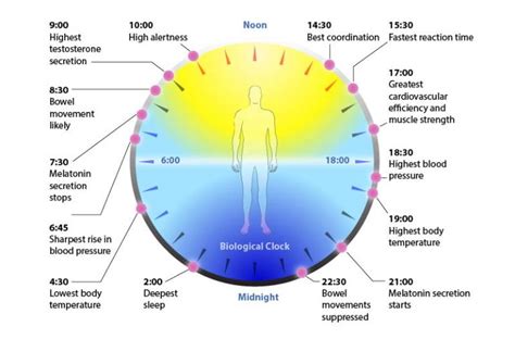 Circadian Rhythms Sync Your Sleep Wake Cycles Integrative Medicine