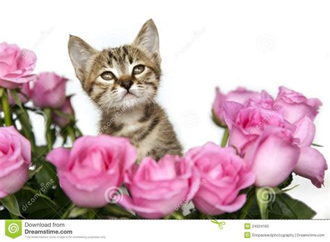 Kitten In Pink Roses Stock Image Image Of Kitten Pure 24924165