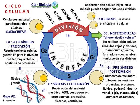 Biología Didáctica Cepreduni Fisiología Ii Ciclo Celular Eucariota
