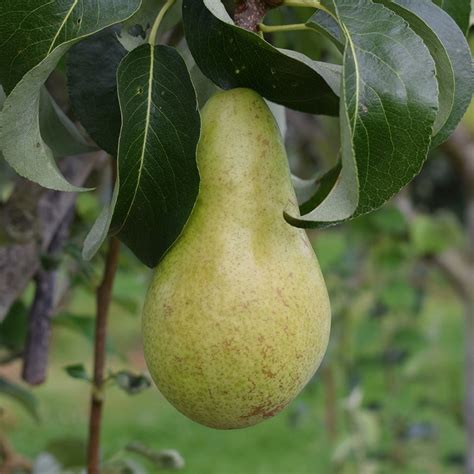 Buy Pear Concorde Pear Concorde