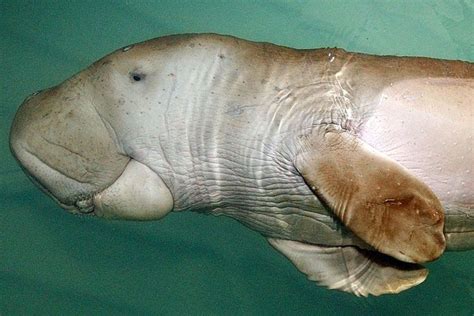 Dugong Australian Animals Pictures