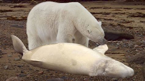 This Is How Polar Bear Hunting Beluga Youtube