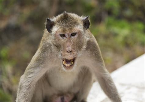2023 Angry Monkey Stock Photos Free And Royalty Free Stock Photos From