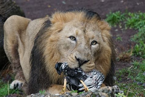 Images Gratuites Mâle Zoo Aliments Prédateur Manger Majestueux