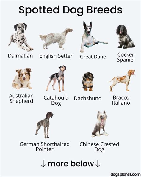 30 Spotted Dog Breeds With Pictures Dont Leave