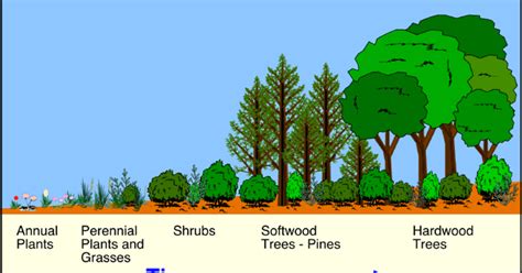 We did not find results for: Contoh Proses Suksesi Ekosistem - Geograph88