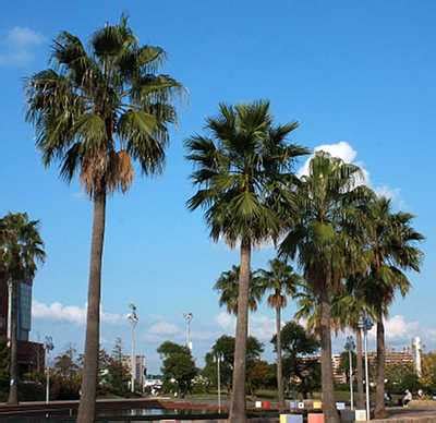 Add this soaring washingtonia palm tree to your landscape now! The Mexican fan palm, Washingtonia robusta - Botany Boy