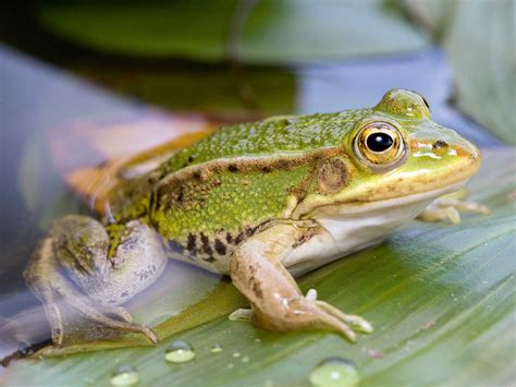 Meet The Frog With A Norfolk Accent Kl Magazine