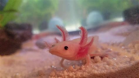 Let's discover the most lucrative color variations! Petition · Axolotl Persuasion Petition · Change.org