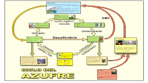 Mapa Conceptual Del Ciclo Del Azufre Necto Images