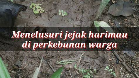 Menelusuri Jejak Harimau Sumatra Di Perkebunan Warga Youtube