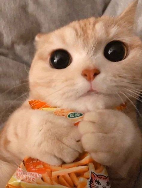 110 Ideas De Gatitos Random Gatos Gatos Bonitos Gatitos Lindos
