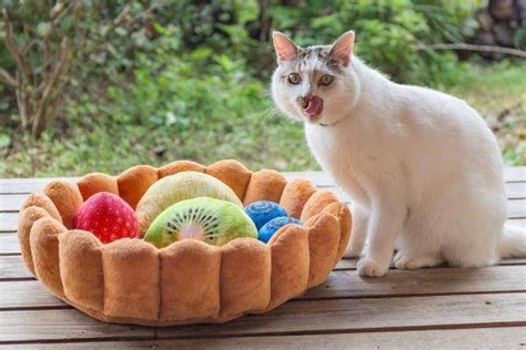 Fruit Tart Cat Bed Wonderful Cats