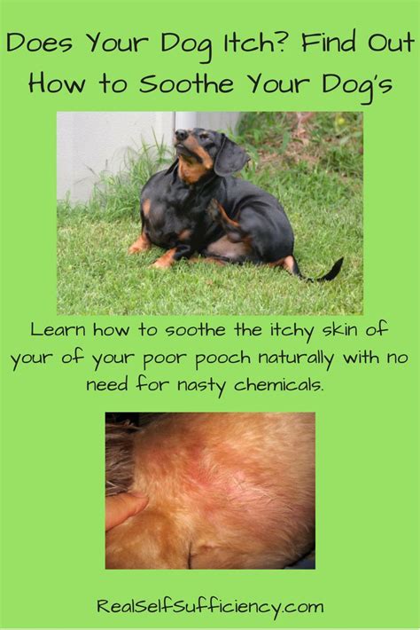 • for itchy skin, feed moist food—canned, cooked, homemade or raw. Pin on Real Self-Sufficiency Content