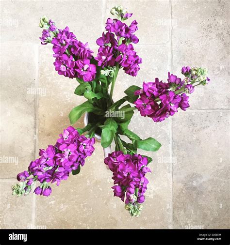 Stocks Flowers Hi Res Stock Photography And Images Alamy