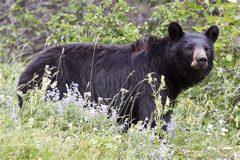 All About Animal Wildlife American Black Bear Info And Photos