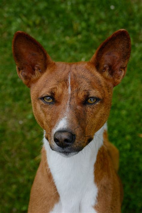 Basenji Breeders In The Usa With Puppies For Sale Puppyhero