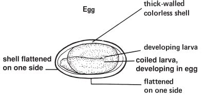 Enterobius Vermicularis Ova