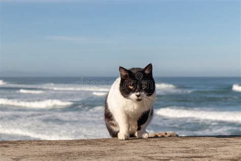 Staring Black And White Stray Cat In A Coast Town Northern Spain Stock