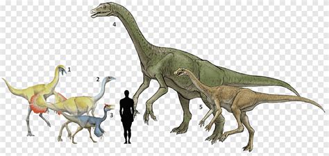 Deinocheirus Pelecanimimus Gallimimus Ornithomimus Alxasaurus Dinosaur