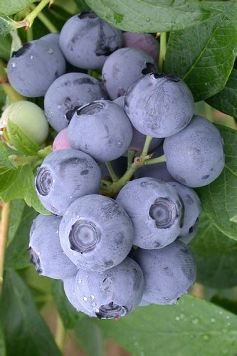 Buy The Best Highbush Heat Tolerant Blueberry Plants For Sale Online