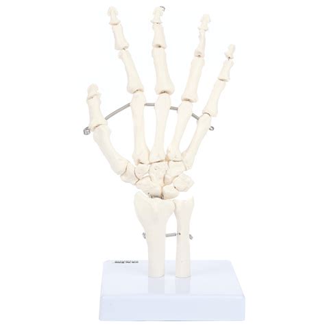 Buy Skeletal Hand With Wrist Ulna And Radius Fully Articulated Flexible Hand Skeleton Is