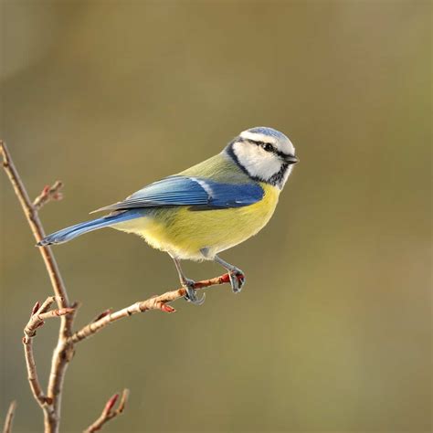 Bbc Springwatch 2016 Blue Tits And Great Tits Gardenbird