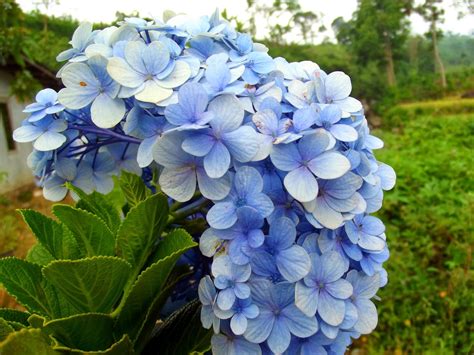 Bunga tunjung biru atau nama latinnya nymphaea caerula adalah tanaman air sejenis teratai dengan kelopak bunga berwarna biru cerah, benang sari & putiknya sendiri berwarna kuning keemasan, sehingga secara kereluruhan, bunga ini berwarna sangat. Khasiat Bunga Bokor untuk Kesehatan