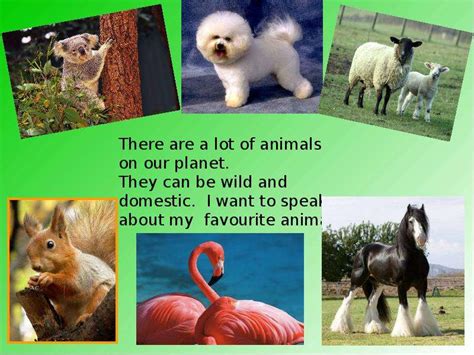 Презентация по теме My Favourite Animals Презентация по теме My